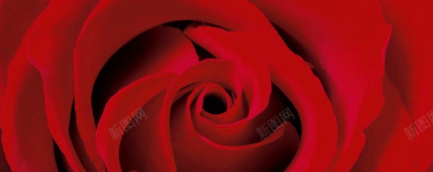 大气红色玫瑰花海报背景背景