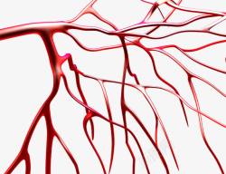 生物医学研究人体血管高清图片
