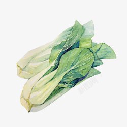 蔬菜水彩画白菜手绘色彩片高清图片