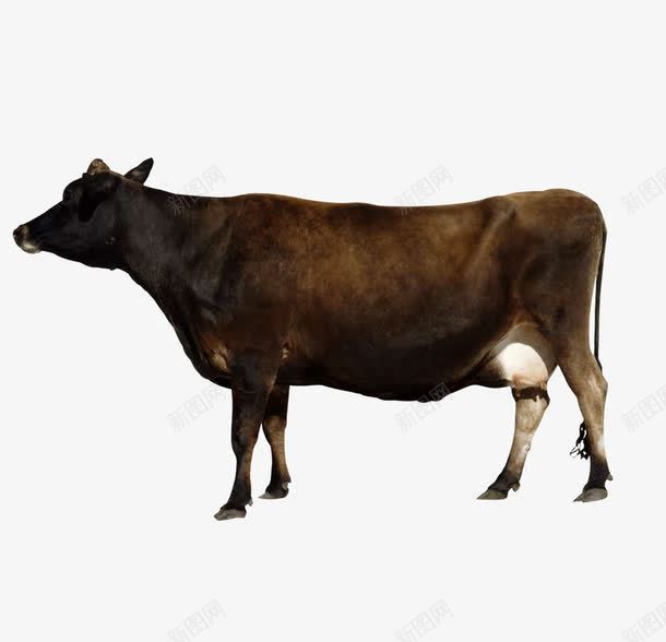 老黄牛png免抠素材_88icon https://88icon.com 养殖 动物 家畜 家禽家畜 摄影 水牛 牛肉 牛角 生物世界 老牛 黄牛