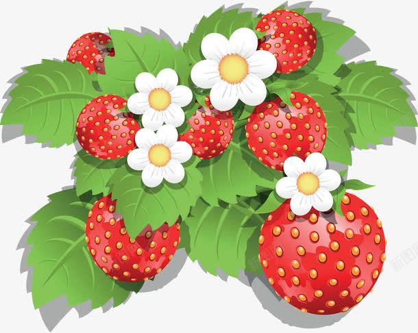 草莓果实png免抠素材_88icon https://88icon.com 丰收 叶子 手绘 春天 果实 结果 草莓 草莓果实 草莓树