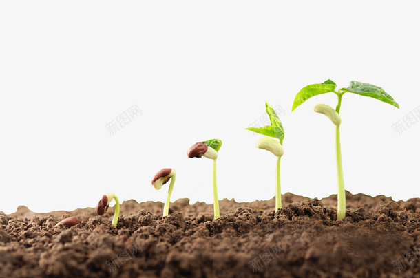 土地上种子发芽的过程png免抠素材_88icon https://88icon.com 农作物种子 发芽 土地 成长 种子 豆子发芽