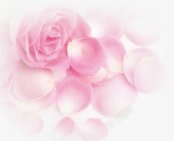 梦幻粉色花瓣主粉色梦幻玫瑰花朵花瓣高清图片