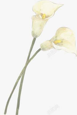 白色唯美水彩马蹄莲花朵素材