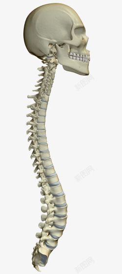 人体头骨脊椎素材