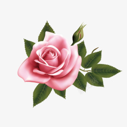 手绘粉色玫瑰花素材
