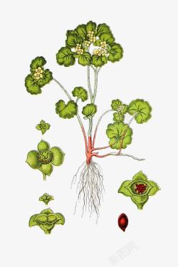 桧属植物插画虎耳草属植物高清图片
