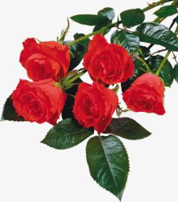 红色玫瑰花绿叶名片素材