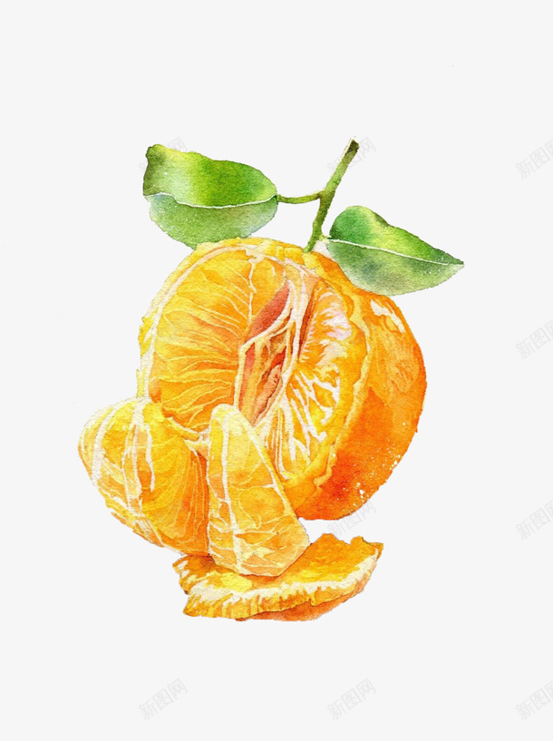 被剥开的带叶柑橘手绘图png免抠素材_88icon https://88icon.com 带叶 彩色 手绘图 柑橘 橘子 水果 绘画 色彩 被剥开