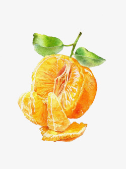 被剥开的带叶柑橘手绘图素材