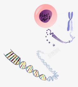 DNA遗传学生物遗传结构图高清图片