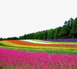 彩色花田排列的花海高清图片