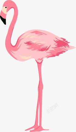 粉色的羽毛手绘粉色天鹅高清图片