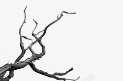 树枝枯枝伸向不同方向的树枝素材