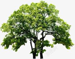 绿树稀疏景观植物素材