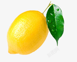 带水的柠檬带水珠的柠檬叶子高清图片