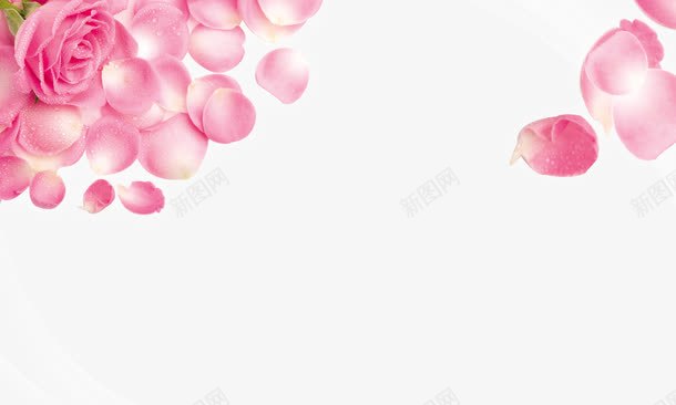 玫瑰花png免抠素材_88icon https://88icon.com 淡粉色 玫瑰花瓣 简约