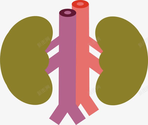 人体的肾部器官卡通png免抠素材_88icon https://88icon.com 器官 生物医药 生物医药产业 生物医药展板 生物医药广告 生物医药整容 肾部