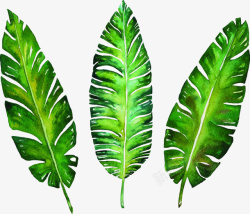绿色手绘热带雨林树叶素材