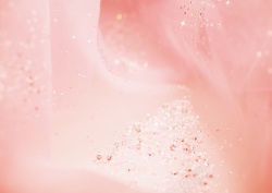 金粉色玫瑰沙丝高清图片
