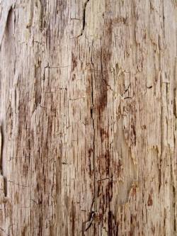 木头腐烂腐烂的木头背景高清图片