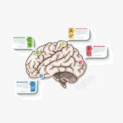 大脑信息图素材