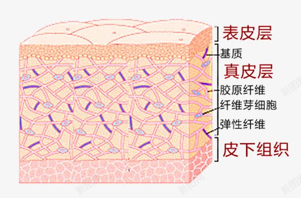 学习专用知识皮肤构成png免抠素材_88icon https://88icon.com 皮下组织 皮肤架构 皮肤表层 真皮层