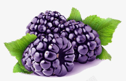 紫色桑果素材