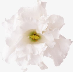 鲜花相框鲜花相框鲜花背景白色高清图片