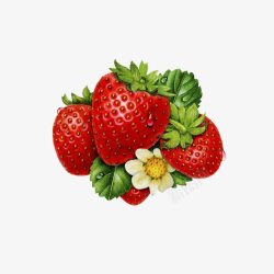 插图彩铅手绘草莓树素材