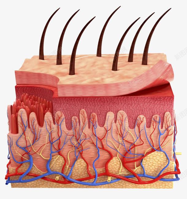 人体肌肉结缔组织png免抠素材_88icon https://88icon.com 毛囊 皮肤结构 细胞组织 血管