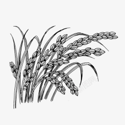 五谷杂粮图小麦线稿图高清图片