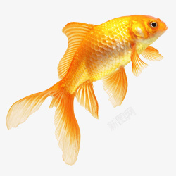 小鱼透明PNG鱼缸里的小金鱼高清图片