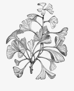 植物速写手绘花朵高清图片