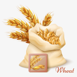 麦穗和小麦插画矢量图素材