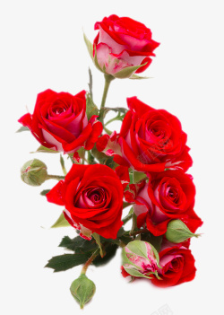 免费高清PNG鲜艳的红色玫瑰花特写高清图片