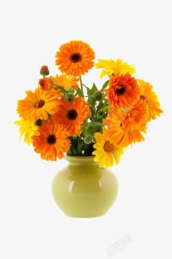 橙色鲜花金盏花和花瓶高清图片