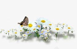 春天白色花朵昆虫蝴蝶素材