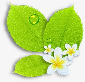 绿色清新淡雅树叶白色花朵png免抠素材_88icon https://88icon.com 树叶 淡雅 清新 白色 绿色 花朵