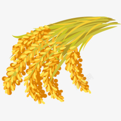 农民收麦子一簇金黄色的稻穗高清图片