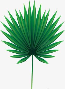 绿色棕榈树叶素材