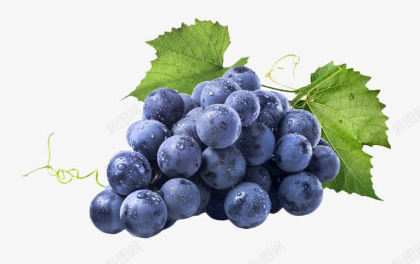 新鲜的紫色葡萄水果png免抠素材_88icon https://88icon.com 新鲜 水果 紫色 葡萄