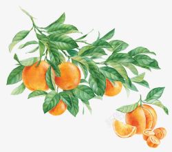 橘子树叶橘子高清图片