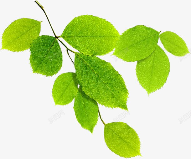叶子png免抠素材_88icon https://88icon.com 春天 树叶 植树节 绿色