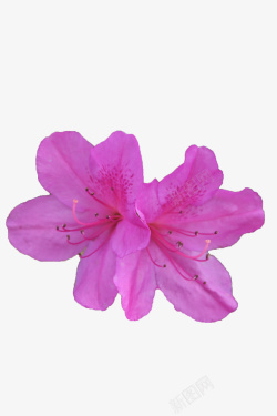 两朵紫色绽放的杜鹃花瓣花蕊实物素材
