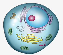 动物细胞彩色细胞核结构高清图片