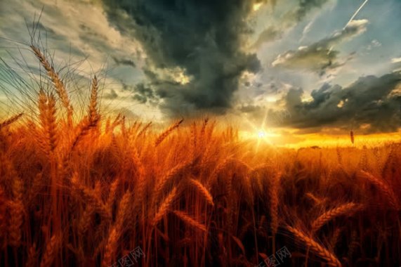 室外场景小麦天空环境渲染黄色光效背景