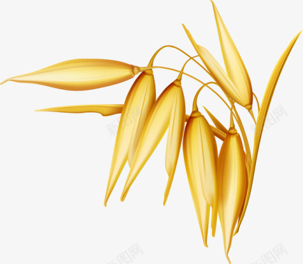 黄色小星星金色写实水稻谷物图图标图标