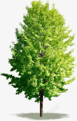 绿色清爽树木春天素材