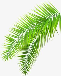 棕榈叶子大自然绿色棕榈树树叶高清图片